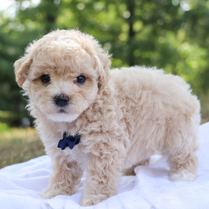 Maltipoo Puppy Ricky