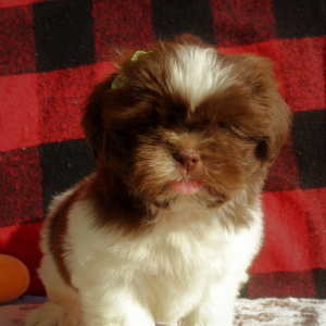 Shih Tzu Puppy Peter