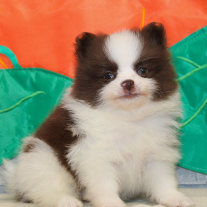 Pomeranian Puppy Diego