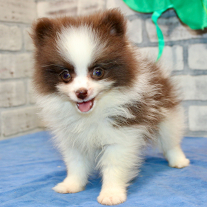 Pomeranian Puppy Diego