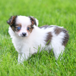 Papillon Puppy Lonnie