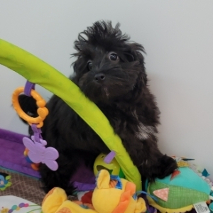 Havapoo Puppy Darcy