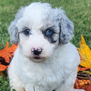 Poodle Puppy Opal