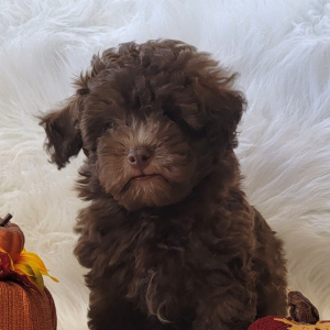 Havapoo Puppy Timmy
