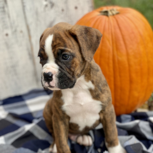 Boxer Puppy Binx
