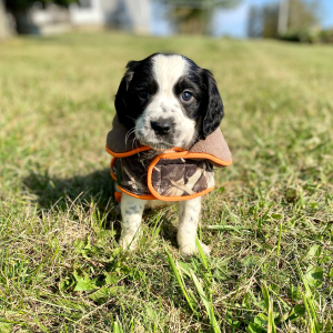 English Springer Spaniel Puppy Morse