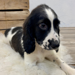 English Springer Spaniel Puppy Morse