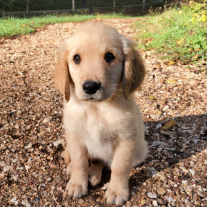 Golden Retriever Puppy Gunner