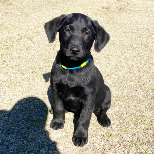 Labrador Retriever Puppy Otis