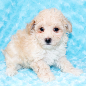 Maltipoo Puppy Pretzel