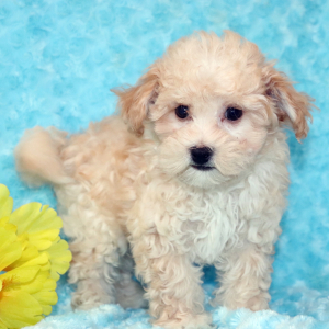 Maltipoo Puppy Pretzel