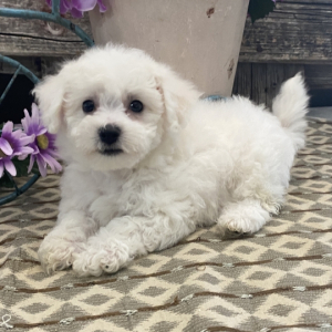 Bichon Frise Puppy Shelby