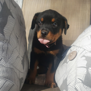 Rottweiler Puppy Ivy