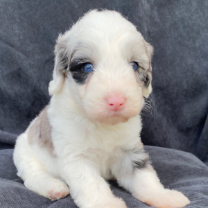 Sheepadoodle Puppy Penny