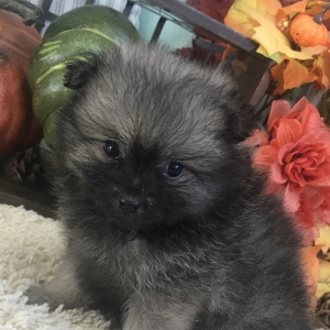 Pomeranian Puppy Mitch