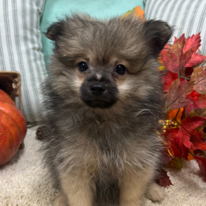 Pomeranian Puppy Mitch
