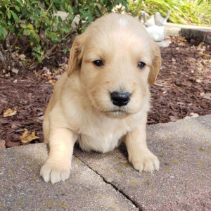 Golden Retriever Puppy Archie