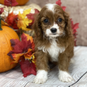 Cavapoo Puppy Gemma