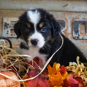 Australian Shepherd Puppy Cricket