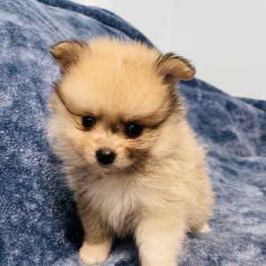 Pomeranian Puppy Nitro