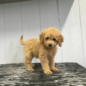 Goldendoodle Puppy Chloe