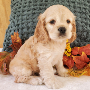 Cocker Spaniel Puppy Apple