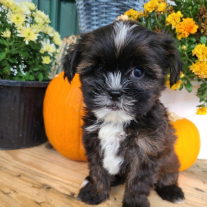 Shorkie Puppy Tommy