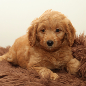 Goldendoodle Puppy Cane