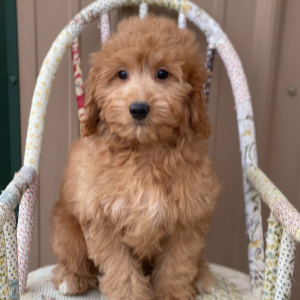 Goldendoodle Puppy Cane