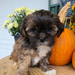 Shorkie Puppy Tanner