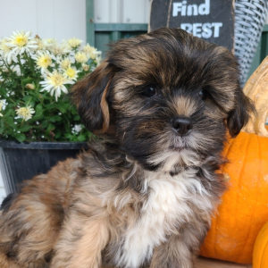 Shorkie Puppy Tanner