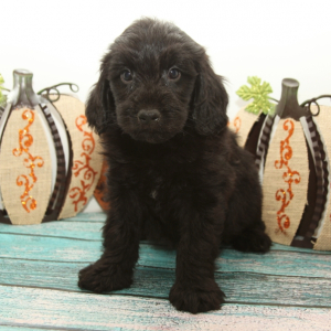 Goldendoodle Puppy Cool Dude