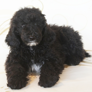 Poodle Puppy Benny