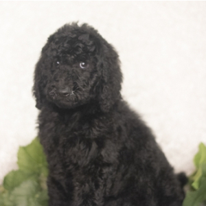 Goldendoodle Puppy Seelly