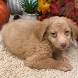 Aussiedoodle Puppy AJ
