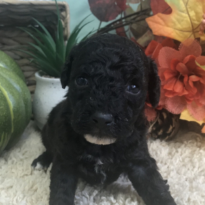 Aussiedoodle Puppy Nick