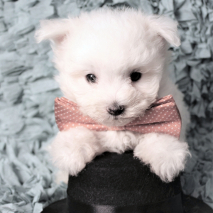 Morkie Puppy Ralphie
