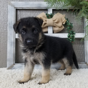 German Shepherd Dog Puppy Zander