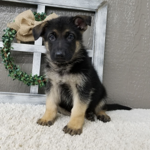 German Shepherd Dog Puppy Zander