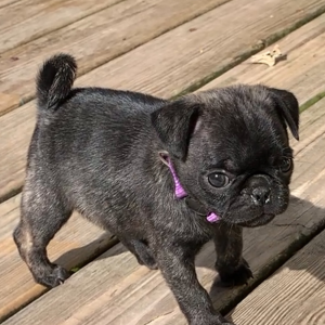 Pug Puppy Ruth
