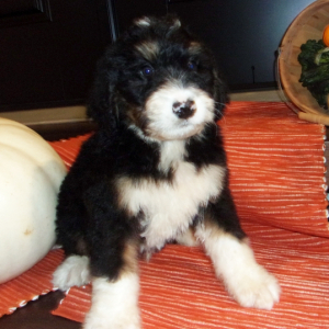 Bernedoodle Puppy Trucker