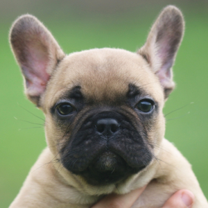 French Bulldog Puppy Maddox