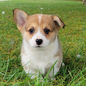 Pembroke Welsh Corgi Puppy Truman