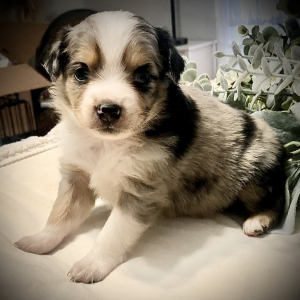 Australian Shepherd Puppy Indy