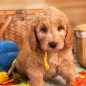 Goldendoodle Puppy Jasmine