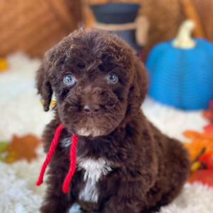 Labradoodle Puppy Liam