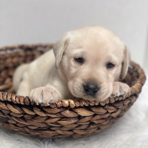 Labrador Retriever Puppy Leo