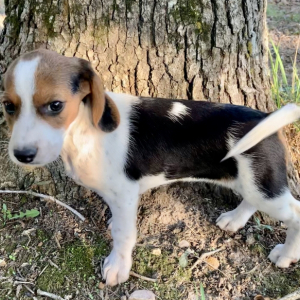 Beagle Puppy Tinely