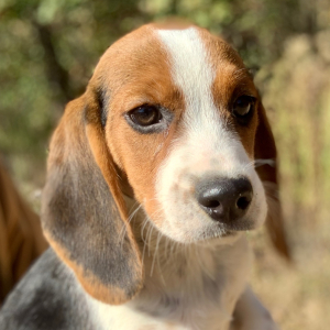 Beagle Puppy Tinely
