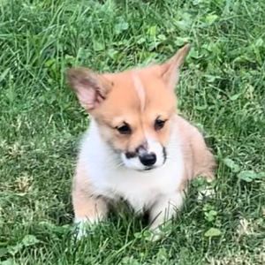 Pembroke Welsh Corgi Puppy Zeland